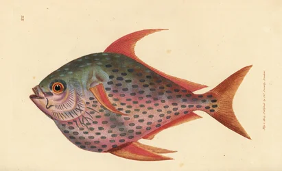 Opah, Lampris guttatus (Zeus opah). Gravure à la main en cuivre colorée par James Sowerby de The British Miscellany, ou Figures colorées de sujets animaux nouveaux, rares ou peu connus