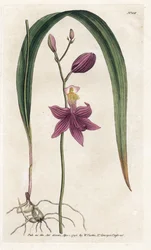 Orchidée: calopogon tubéreux, du Botanical Magazine de William Curtis