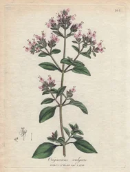 Origan. Gravure à la main d
