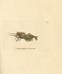 Crevette perroquet, Spirontocaris spinus
