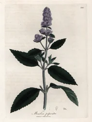 Menthe poivrée