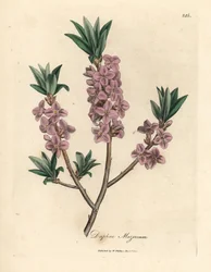 Bois-joli à fleurs roses, Daphne mezereum