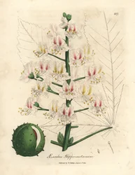 Fleur rose et fruit du marronnier, Aesculus hippocastanum