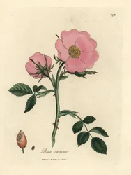 Églantier rose avec cynorrhodon, Rosa canina