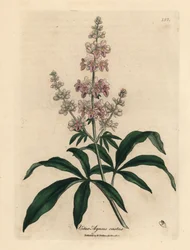 Arbre chaste à fleurs roses, Vitex agnus castus