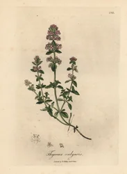 Thym de jardin à fleurs roses, Thymus vulgaris