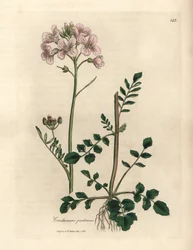 Cardamine des prés à fleurs roses, Cardamine pratensis