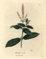 Mentha viridis
