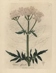 Valériane à fleurs roses, Valeriana officinalis