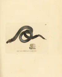 Ver polychète, Phyllodoce lamelligera