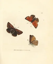Cuivré pur, Lycaena hippothoe. Gravure à la main en cuivre colorée par James Sowerby de The British Miscellany, ou Figures colorées de sujets animaux nouveaux, rares ou peu connus