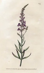 Linaire pourpre - Lithographie de James Sowerby (1757-1822), tirée du Botanical Magazine de William Curtis (1746-1799)