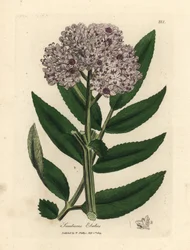 Sureau nain à fleurs pourpres, Sambucus ebulus