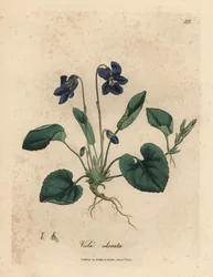 Violette odorante à fleurs pourpres, Viola odorata