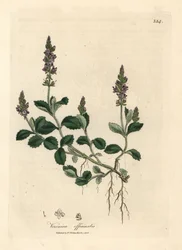 Véronique à fleurs pourpres, Veronica officinalis