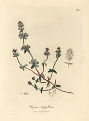 Thymus serpyllum