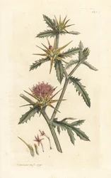 Centaurea calcitrapa (Centauree hatchback, Centauree étoilée)