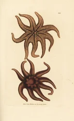 Astérie pourpre, Solaster endeca