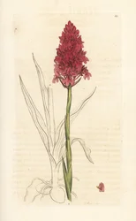 Orchis pyramidal