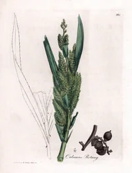 Palmier rotin - Canne de rotin, Calamus rotang