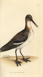 Phalarope à bec étroit, Phalaropus lobatus (Phalaropus hyperboreus)