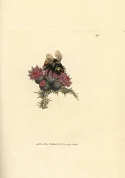 Bourdon des pierres, Bombus lapidarius (Apis flavicollis), sur un chardon. Gravure sur cuivre coloriée à la main par James Sowerby, tirée de The British Miscellany, or Coloured figures of new, rare, or little known animal subjects.