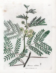 Gomme rouge - Acacia nilotica. Gravure à la main en couleur d