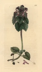 Lamier pourpre, Lamium purpureum Gravure sur cuivre coloriée à la main d