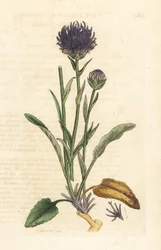 Raiponce orbiculaire, Phyteuma orbiculare (Phyteuma orbicularis)