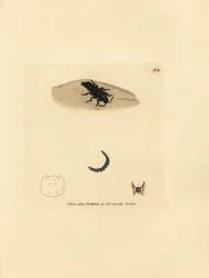 Staphylin dilaté, Velleius dilatatus