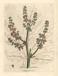 Fleurs et tiges de rhubarbe, contour de feuille, Rheum palmatum