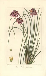 Lys de ruée, Sowerbaea juncea, originaire d