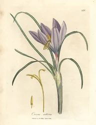 Crocus safran, Crocus sativus