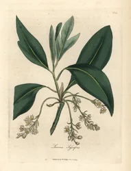 Sassafras, Laurus sassafras