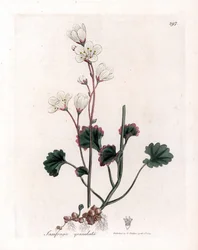 Saxifrage granulée - Saxifraga granulata. Gravure à la main d