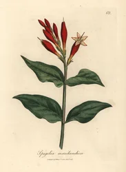 Spigélie du Maryland à fleurs écarlates, Spigelia marilandica