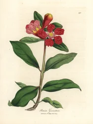 Grenadier à fleurs écarlates, Punica granatum