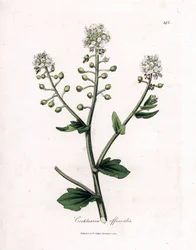 Cochléaire officinale, Cochlearia officinalis