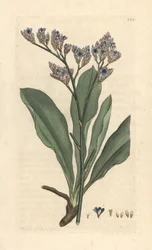 Lavande de mer, Limonium vulgare