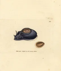 Limace de mer ou lièvre de mer, Aplysia punctata