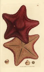 Étoile de mer, Hippasteria phrygiana