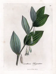 Sceau de Salomon multiflore, Polygonatum multiflorum