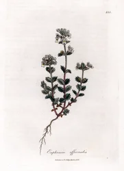 Euphraise officinale - Euphrasia officinalis. Gravure à la main d