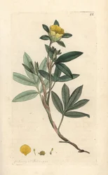 Potentille arbustive, Dasiphora fruticosa ou Potentilla fruticosa (Potentille frutescente ou potentille arbustive). Gravure à la main d