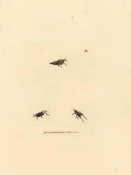 Criquet élancé, Tetrix subulata