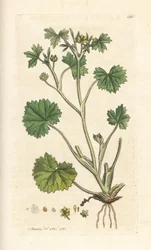 Renoncule à petites fleurs