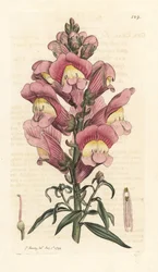 Muflier, Antirrhinum majus