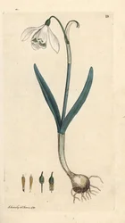 Perce-neige, Galanthus nivalis