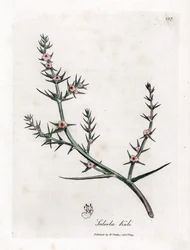 Soude brûlée