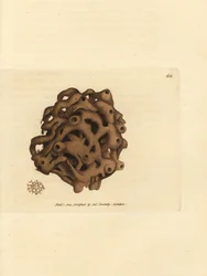 Éponge, Haliclona cinerea